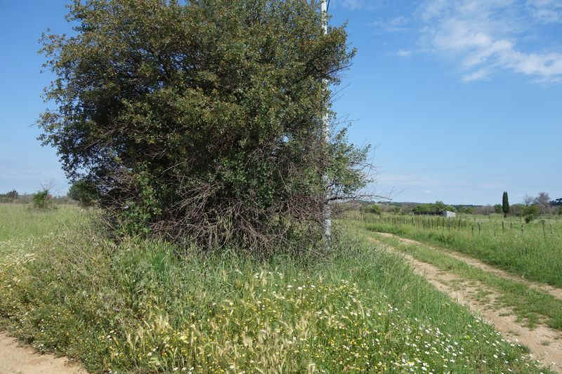Agrandir l'image De la gare de Gallargues à la gare d'Aubais