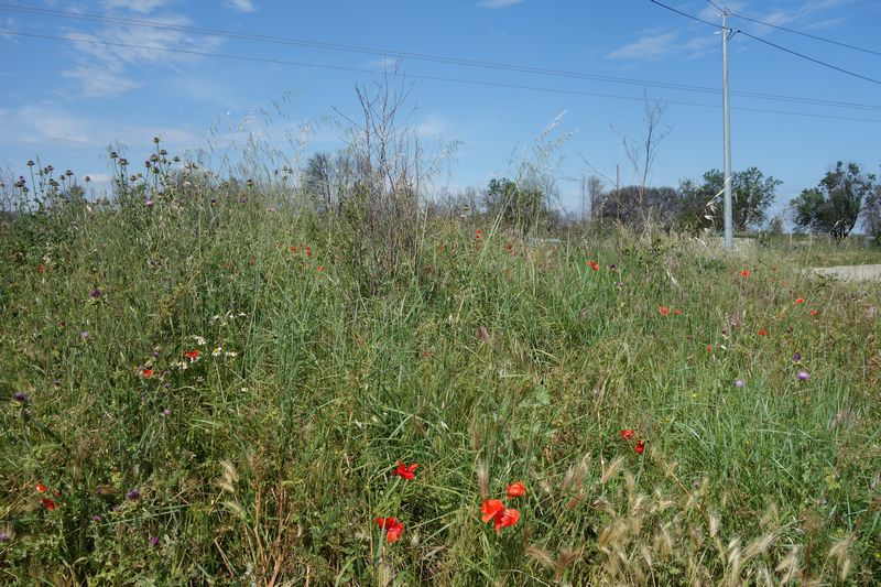 Agrandir l'image De la gare de Gallargues à la gare d'Aubais