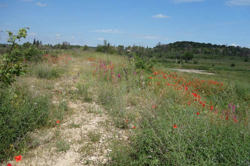 Agrandir l'image De la gare de Gallargues à la gare d'Aubais