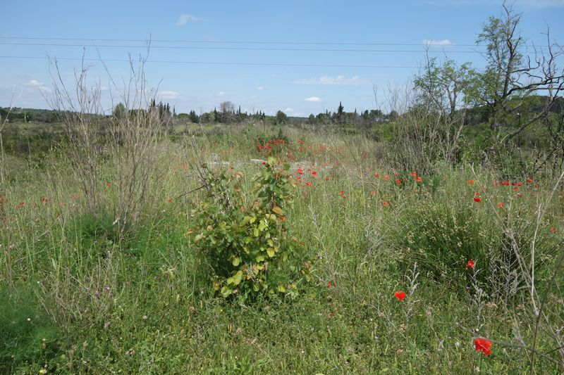 Agrandir l'image De la gare de Gallargues à la gare d'Aubais