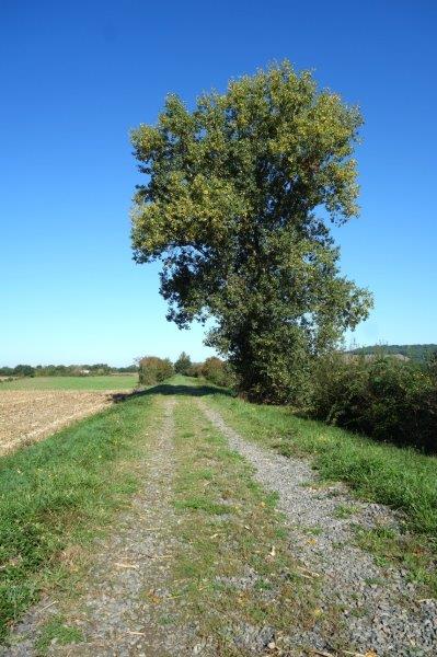 Agrandir l'image De la gare de Buzet à la gare de Bessières
