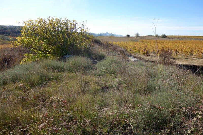 Agrandir l'image De la gare de Villeveyrac à la gare de Saint-Pargoire
