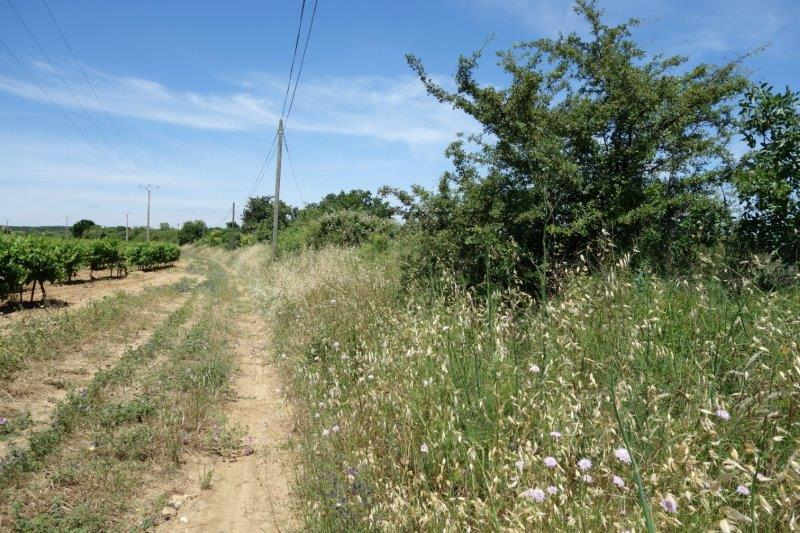 Agrandir l'image De la gare de Nizas-Fontès à la halte de Nizas-Bourg