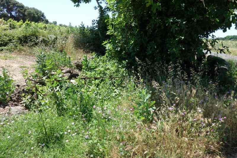 Agrandir l'image De la gare de Nizas-Fontès à la halte de Nizas-Bourg