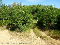 Col du Poirier ou de Perri - FR-34-0518b