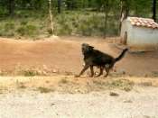 Agrandir l'image Chiens de garde du Collado del Cerron