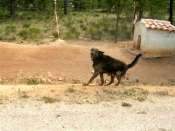 Chiens de garde du Collado del Cerron