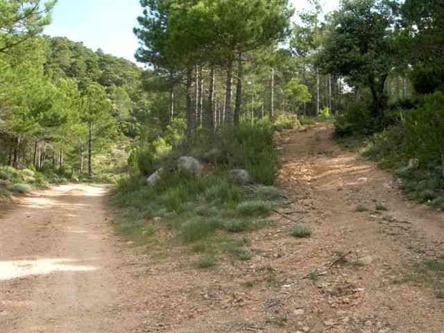 Agrandir l'image Embranchement de la piste du Coll Blanc (Els Ports)