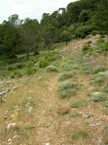 Agrandir l'image Trace qui se fait sentier aux abords du Coll de Botana