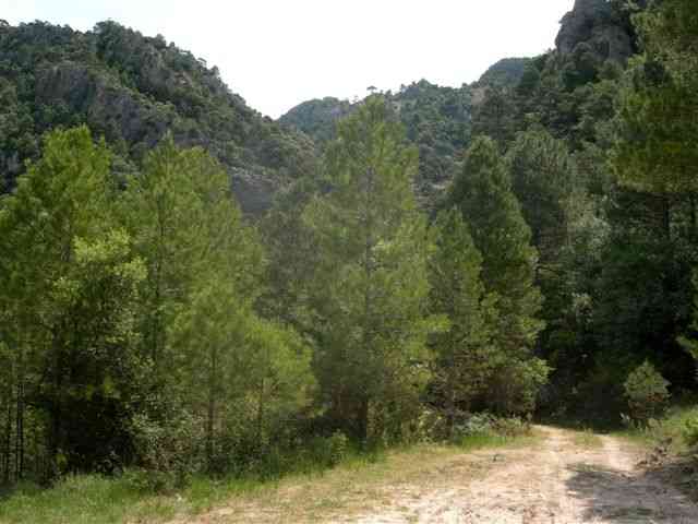 Agrandir l'image Chemin descendant au Coll del Llop