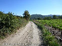 Coll de la Ribera - ES-GI-168 mtres