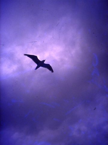 Agrandir l'image Mouette