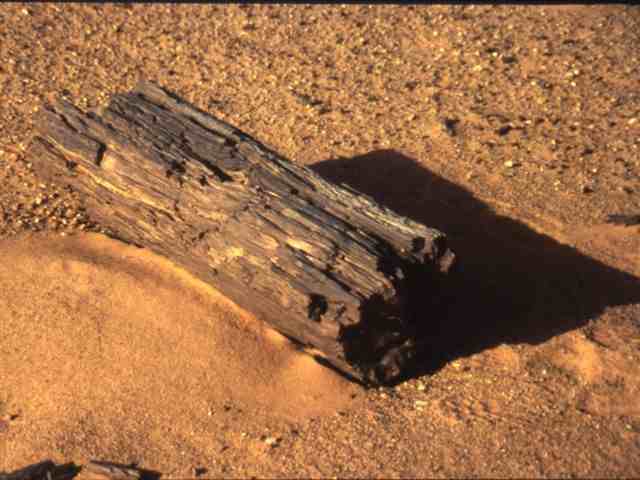 Agrandir l'image Bois pétrifié près d'El Goléa