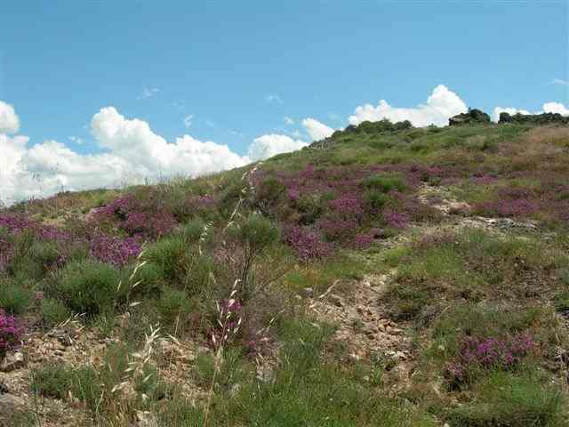 Agrandir l'image Bruyère en montant au Col de Fontfroide