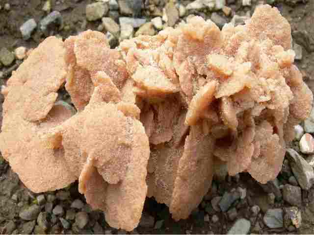 Agrandir l'image Rose des sables dans le Sahara