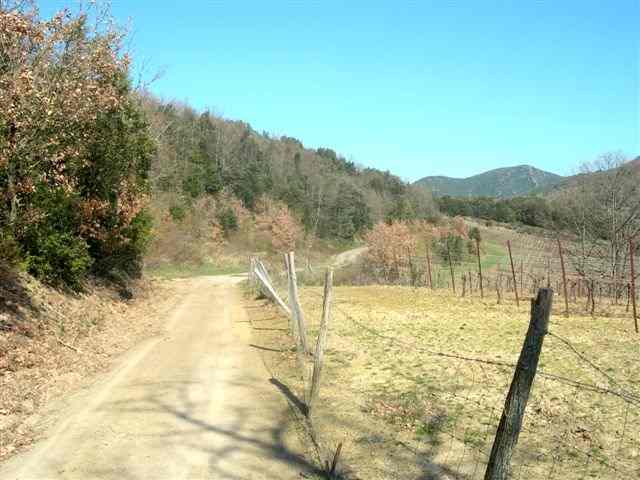 Agrandir l'image Vigne en direction de Les Cols