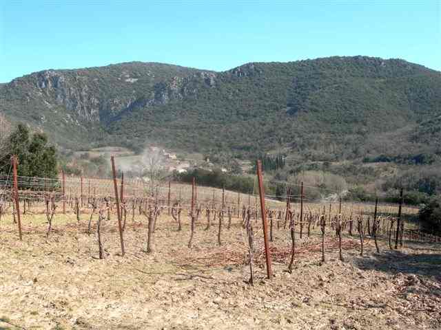 Agrandir l'image Vigne au-dessus de Vignevieille