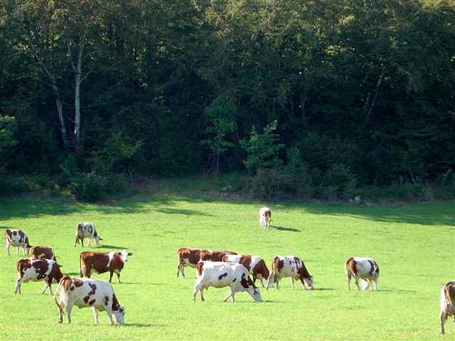 Agrandir l'image Vaches au champ