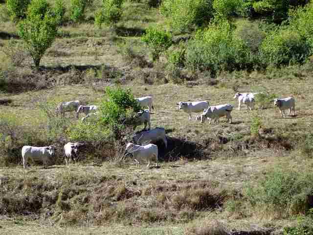 Agrandir l'image Vaches
