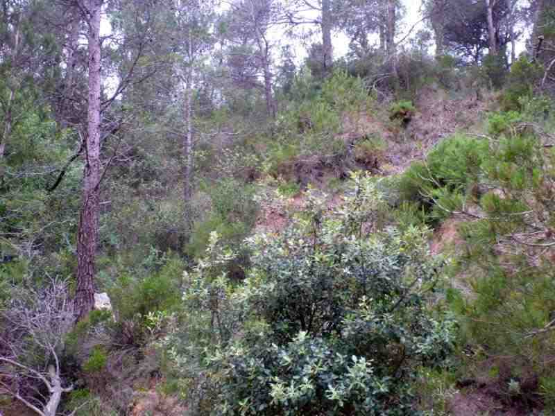 Agrandir l'image Coll Vell