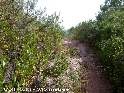Agrandir l'image Coll Roig - ES-T-0310c (315 m)