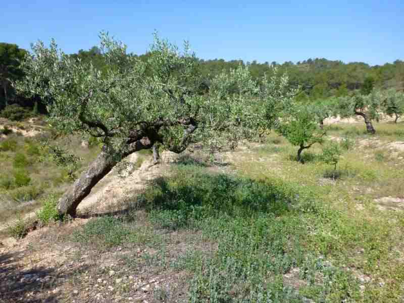 Agrandir l'image En direction du Coll del Sabó