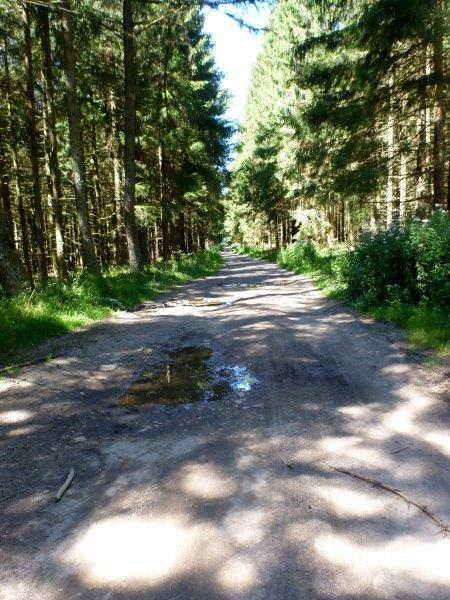 Route Forestire de Peyremaux