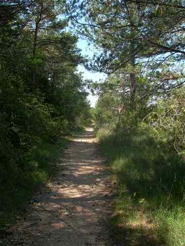 Agrandir l'image VTT en direction du Collet dels colls
