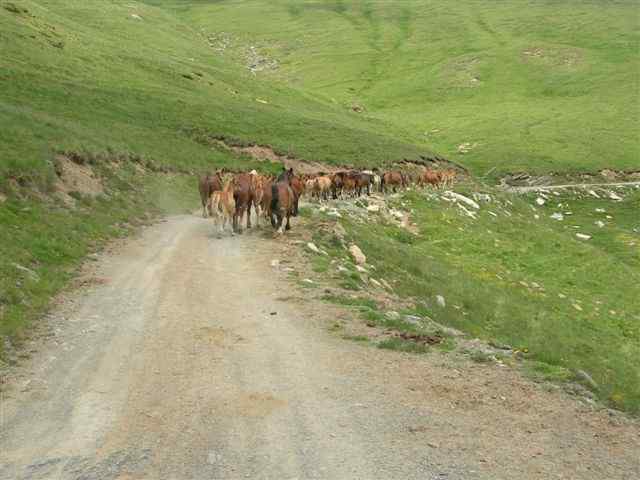 Chevaux sur la piste en direction de la Creu de l'Eixol