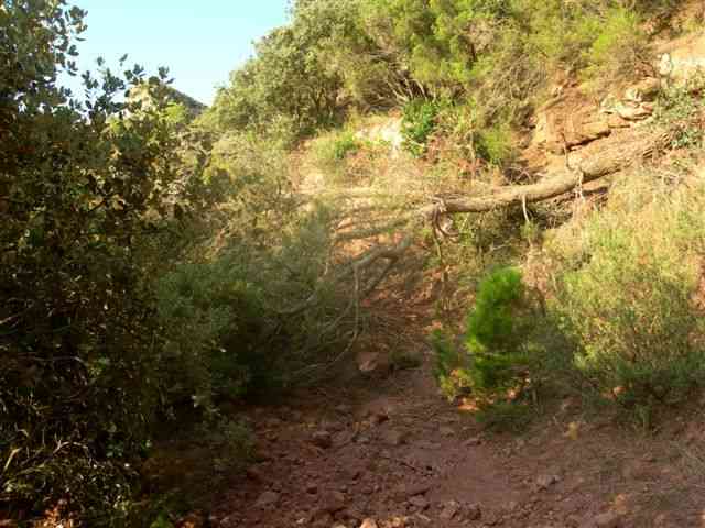 Agrandir l'image Arbre couché avant le Coll del Collet Rodo