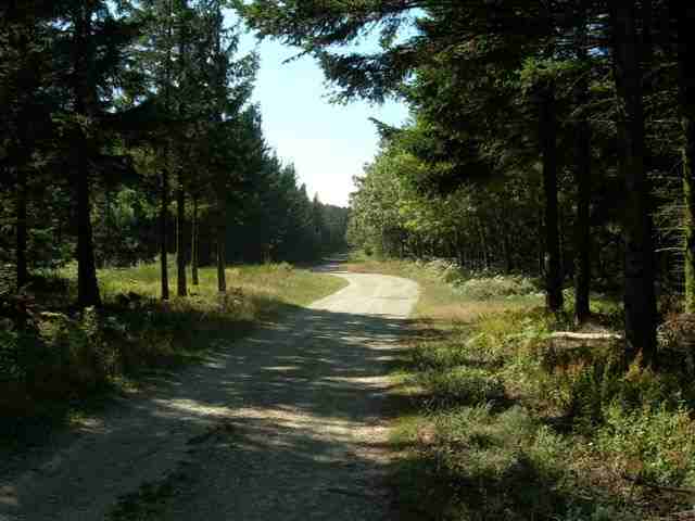 Route forestière des chômeurs