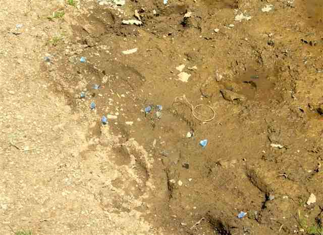 Agrandir l'image Papillons bleus ne montant pas au Collet de Creuers