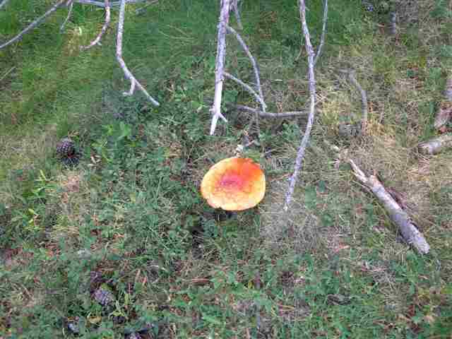 Agrandir l'image Champignon