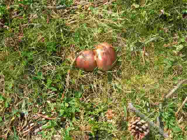 Agrandir l'image Champignon