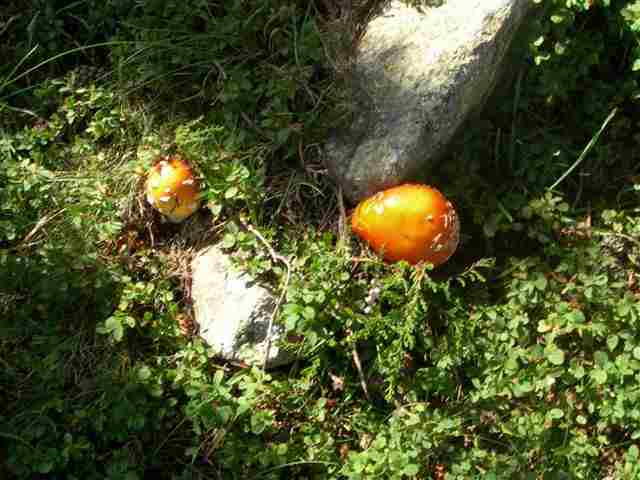 Agrandir l'image Champignon