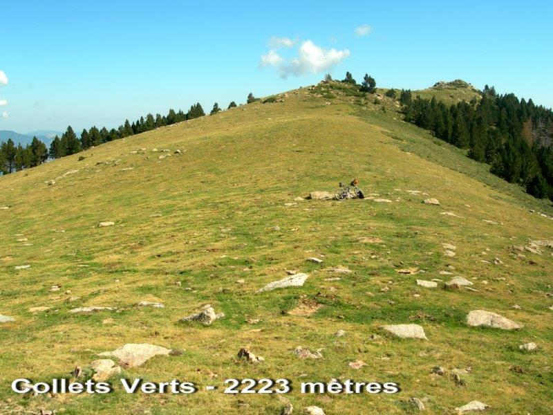 Agrandir l'image Collets Verts - FR-66-2223 -