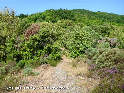 Col du Triby - FR-34-0535