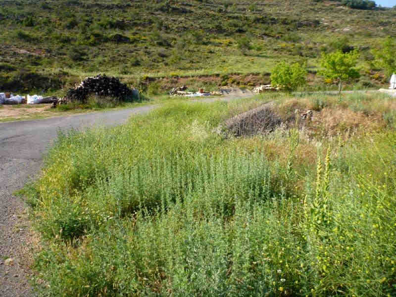 Agrandir l'image Torrijas