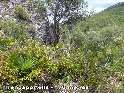 Agrandir l'image Trencaportells - ES-T-0170b