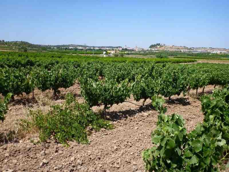 Agrandir l'image En direction du Collado del Castellet