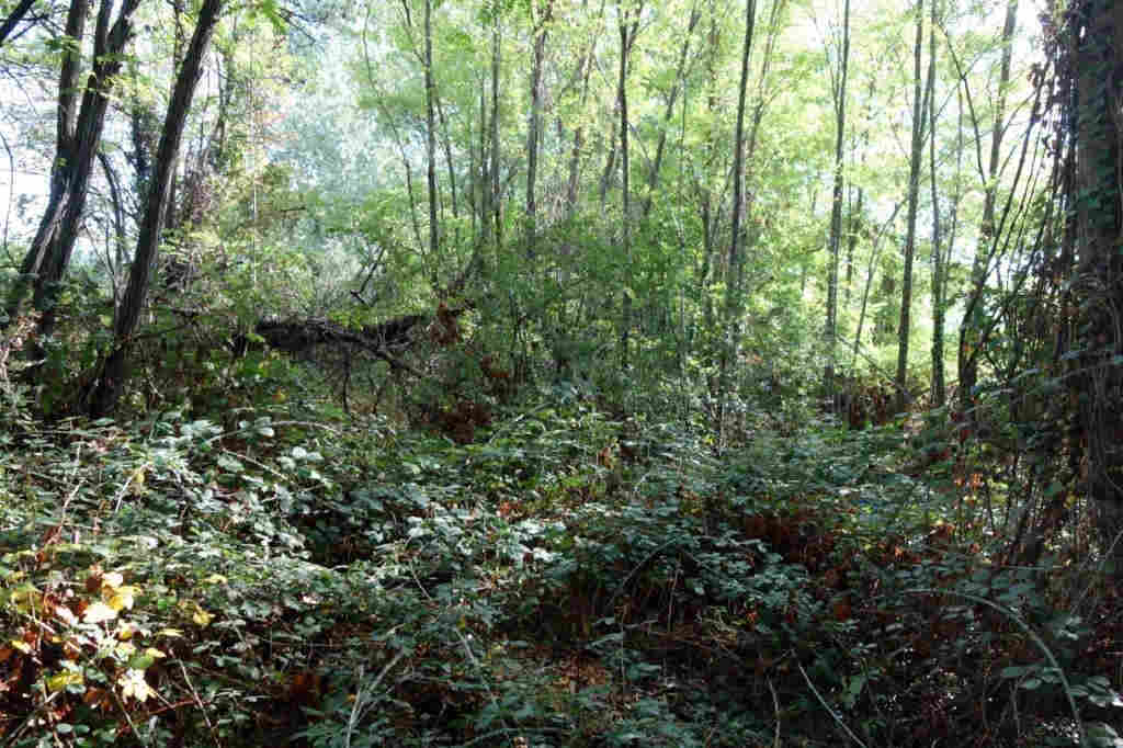 Agrandir l'image De la gare de Ribaute-les-Tavernes à la gare du Mas-de-Gardies