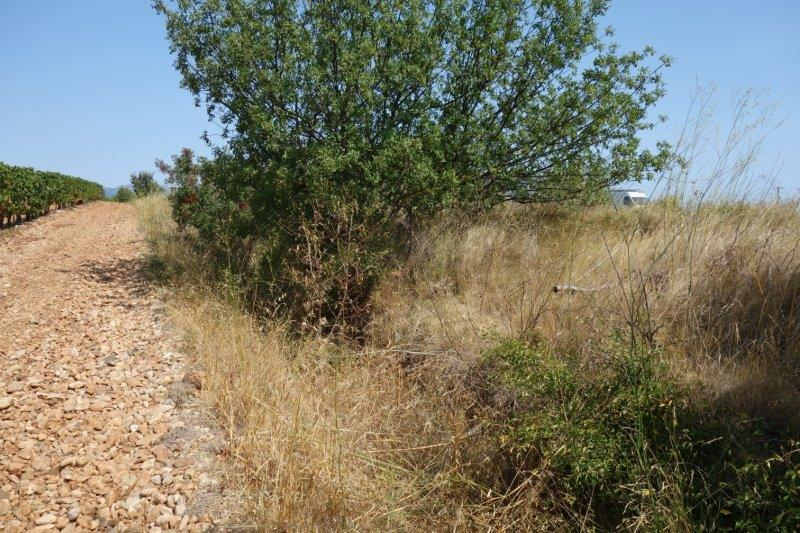 Agrandir l'image De la halte d'Aspiran à la gare de Clermont-l'Hérault