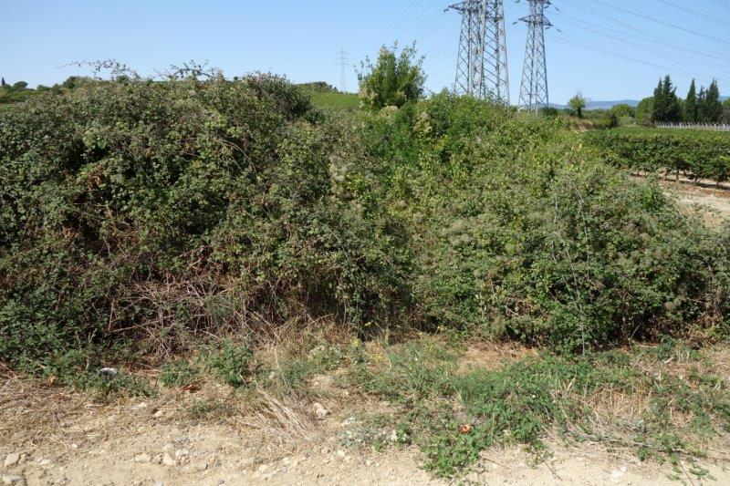 Agrandir l'image De la halte d'Aspiran à la gare de Clermont-l'Hérault