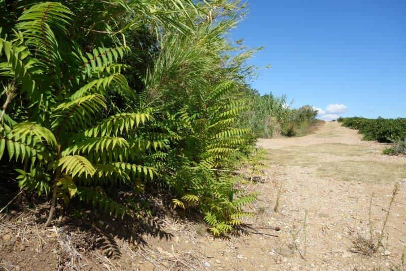 Agrandir l'image De la halte d'Aspiran à la gare de Clermont-l'Hérault
