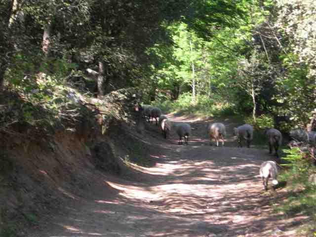 Agrandir l'image Moutons sur la piste du Coll Sabènia de Dalt